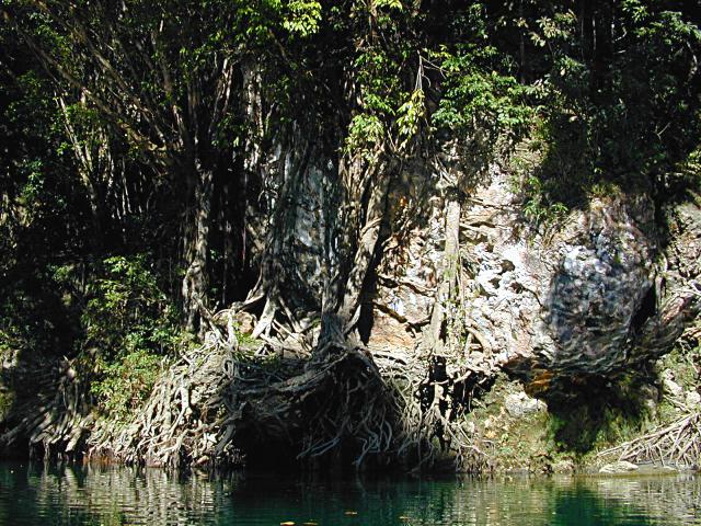 Baeume krallen sich in die Felsen der Schlucht von Callao