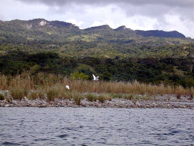 Reiher im Flug