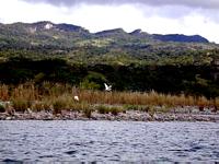 Reiher im Flug (Zum Vergroessern anklicken)