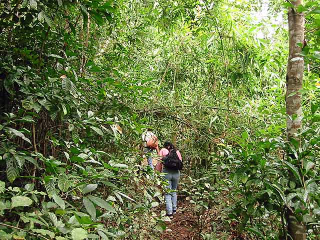 Wandern im Busch